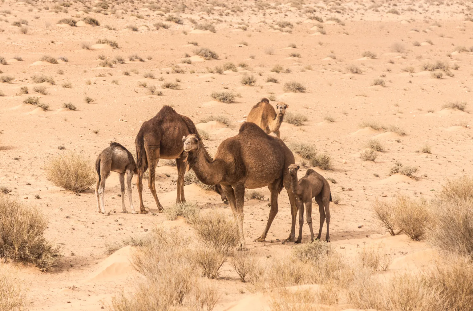 Dromedas in einer Wüstenlandschaft in Tunesien