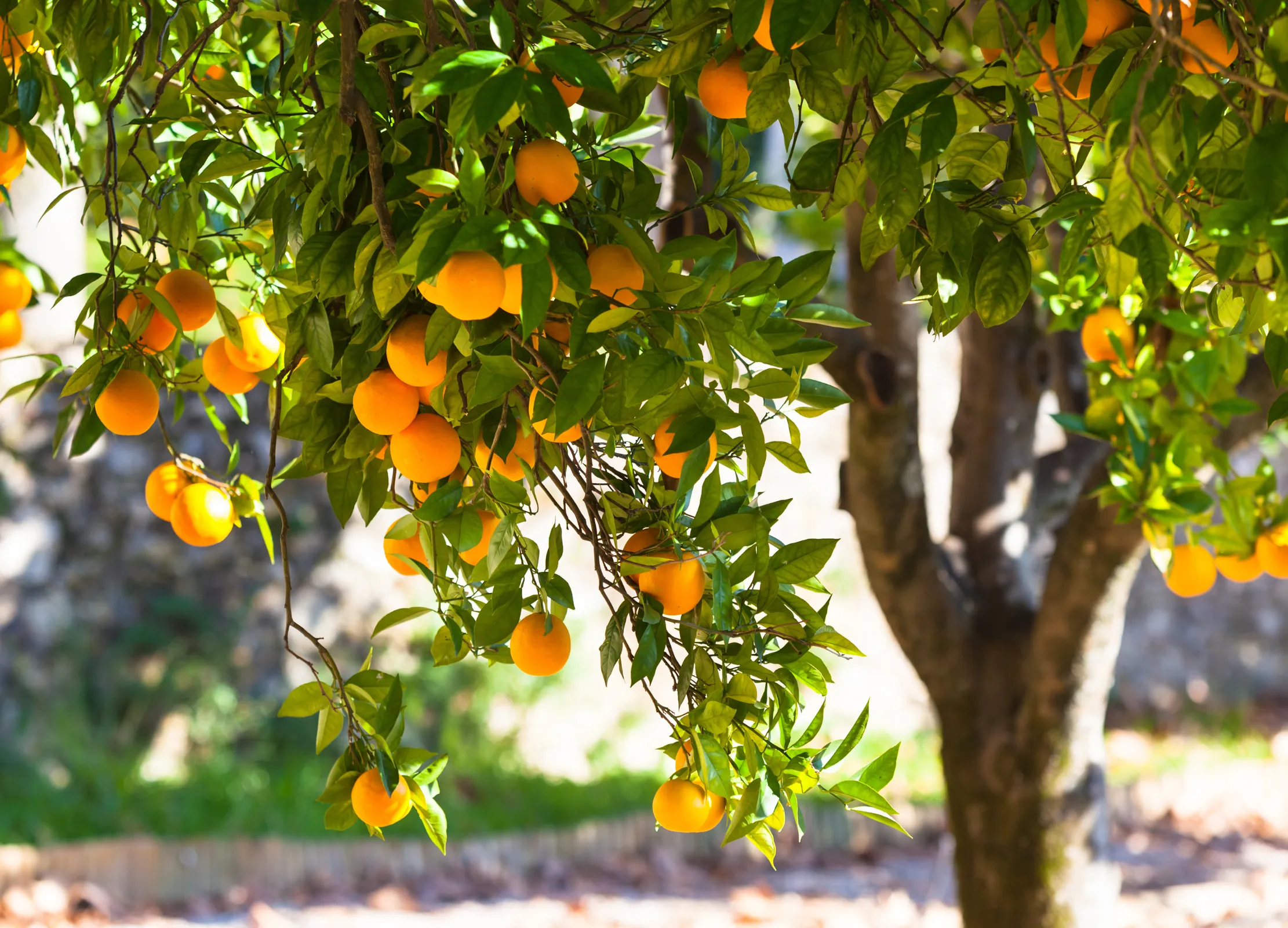 Orangen am Baum