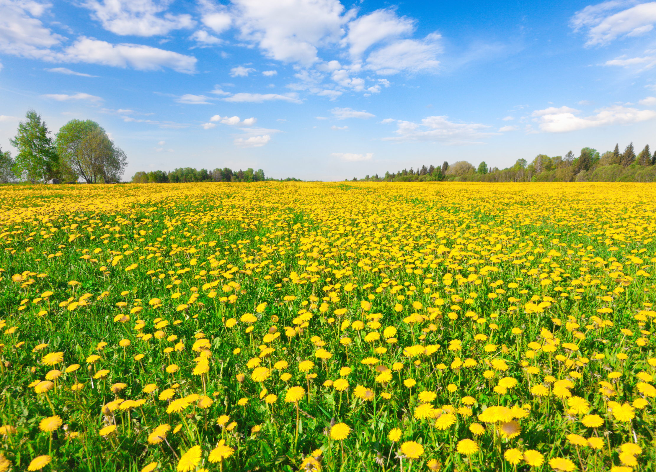 Löwenzahnkraut Weites Feld voller gelb blühender Löwenzahnblüten unter blauem Himmel mit weißen Wolken