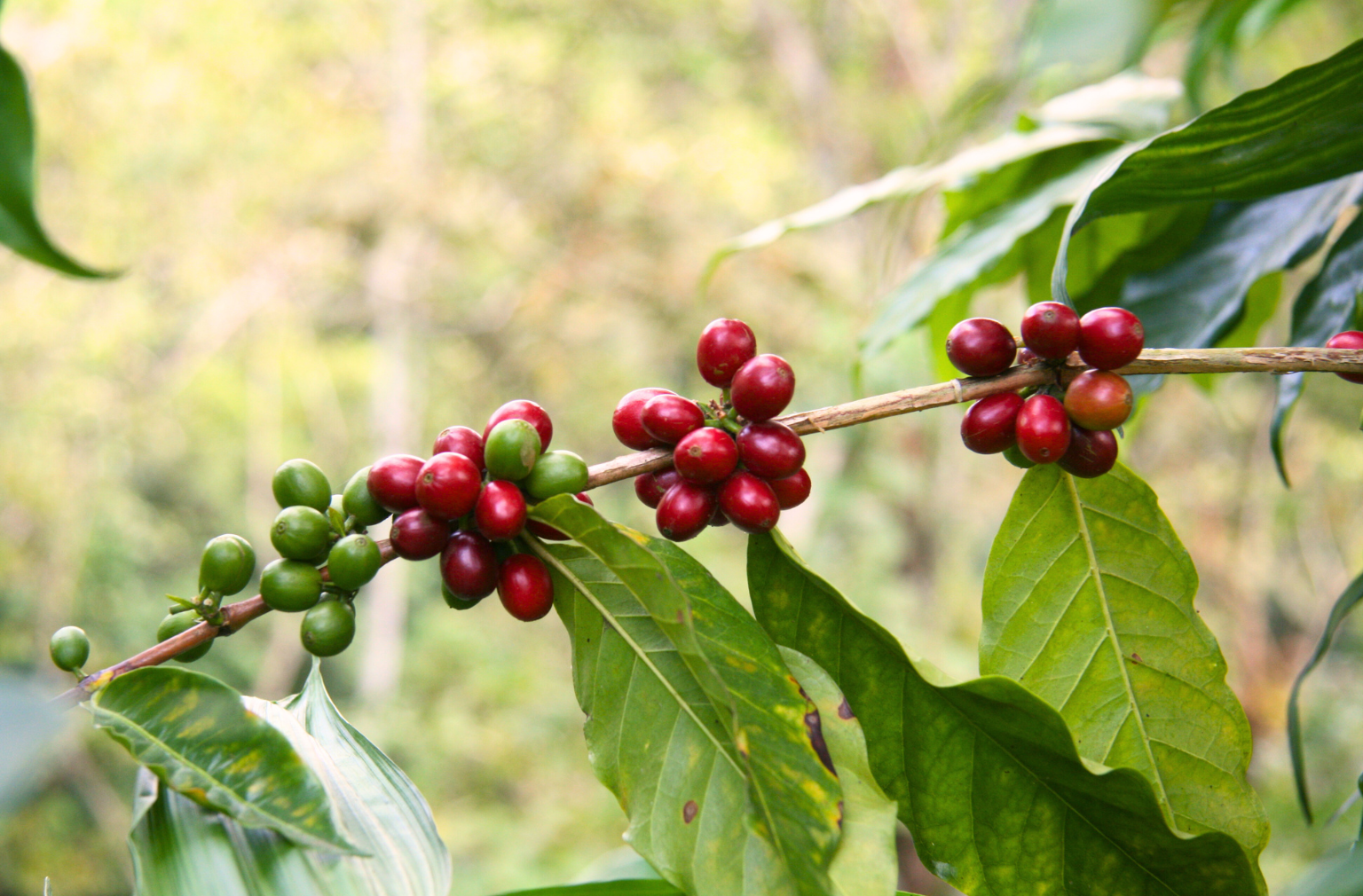 Ast einer Kaffeepflanze mit Kirschen daran
