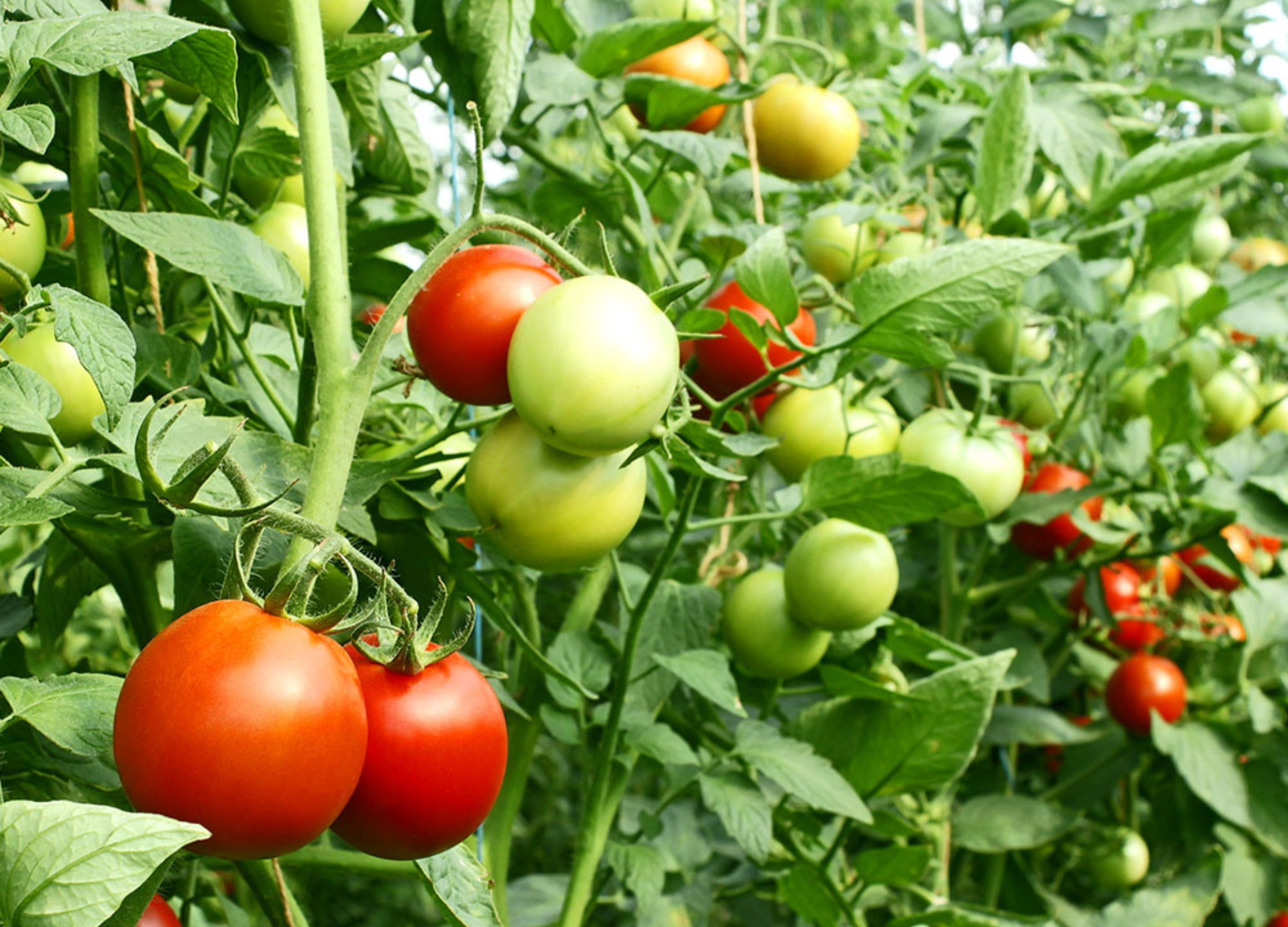 Tomate Tomate