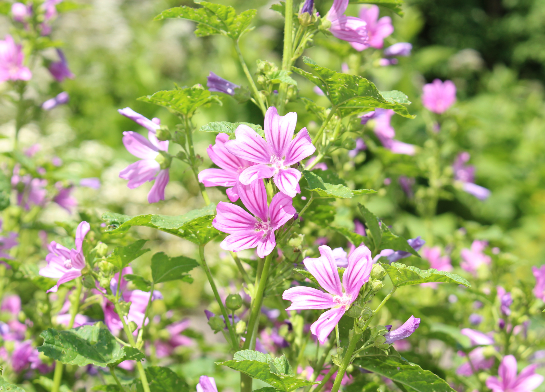 Malvenpflanze mit zartrosa Blüten und dunkelvioletten Streifen wächst zwischen grünen Blättern in der Sonne