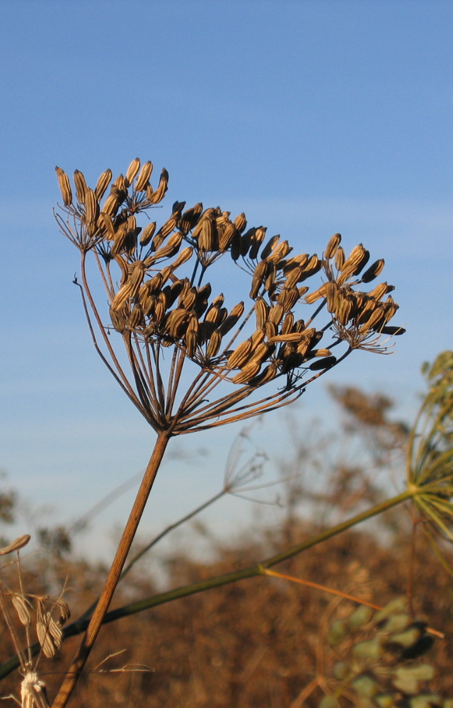 Getrockneter Doldenblütler vor blauem Himmel