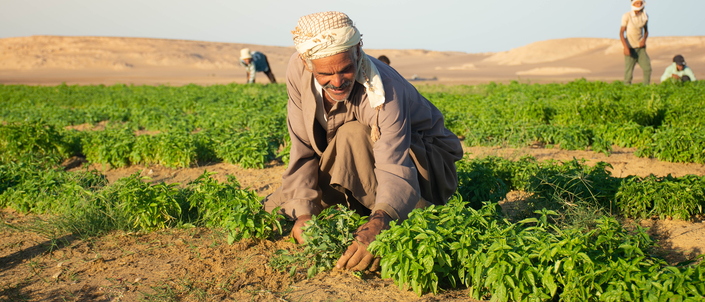 Mann erntet Kräuter auf einem Feld in trockener Wüstenlandschaft, weitere Personen im Hintergrund in Sekem