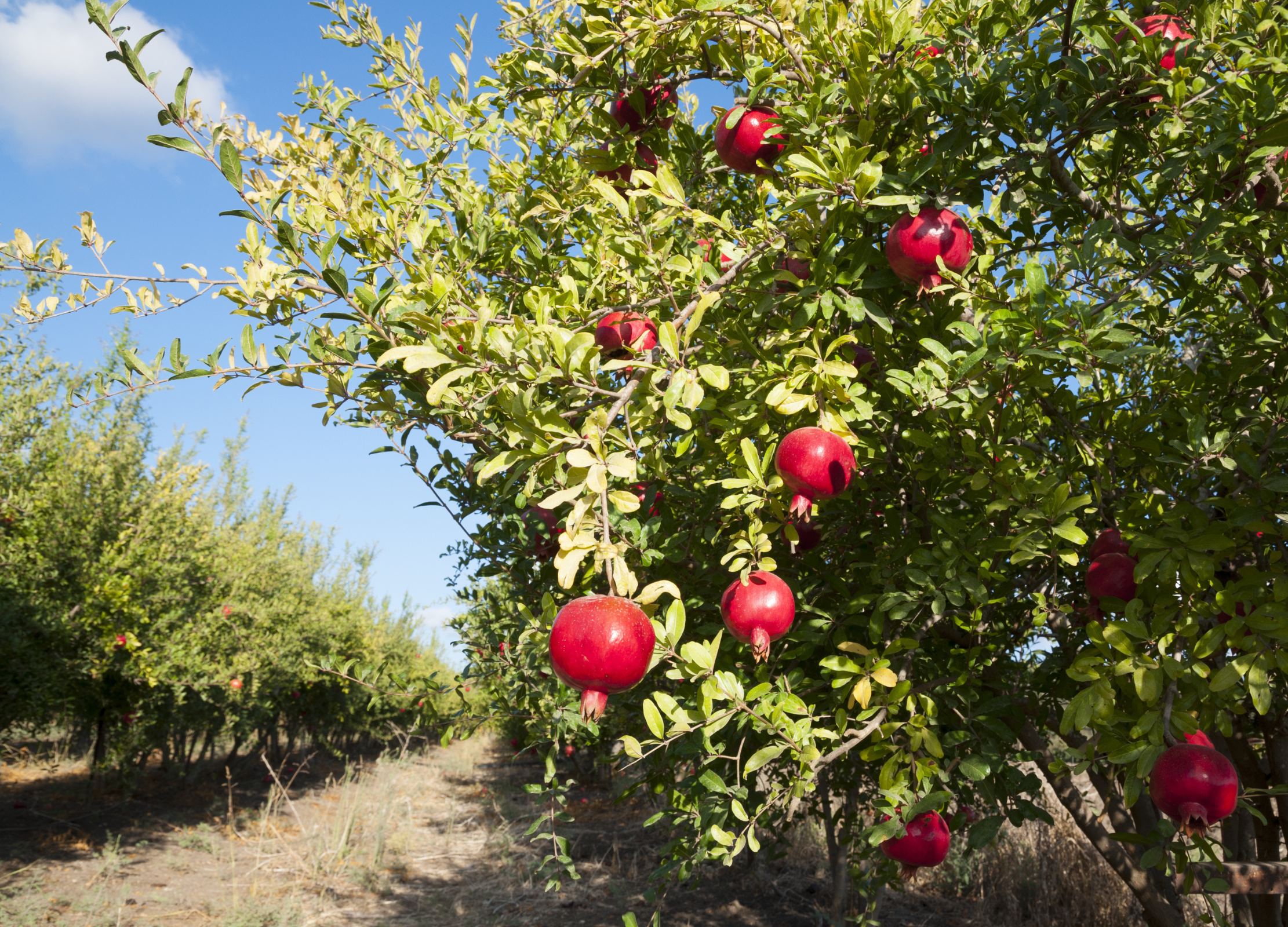 Granatapfel Granatapfelbäume mit reifen, roten Früchten stehen in Reihen auf einer sonnigen Plantage