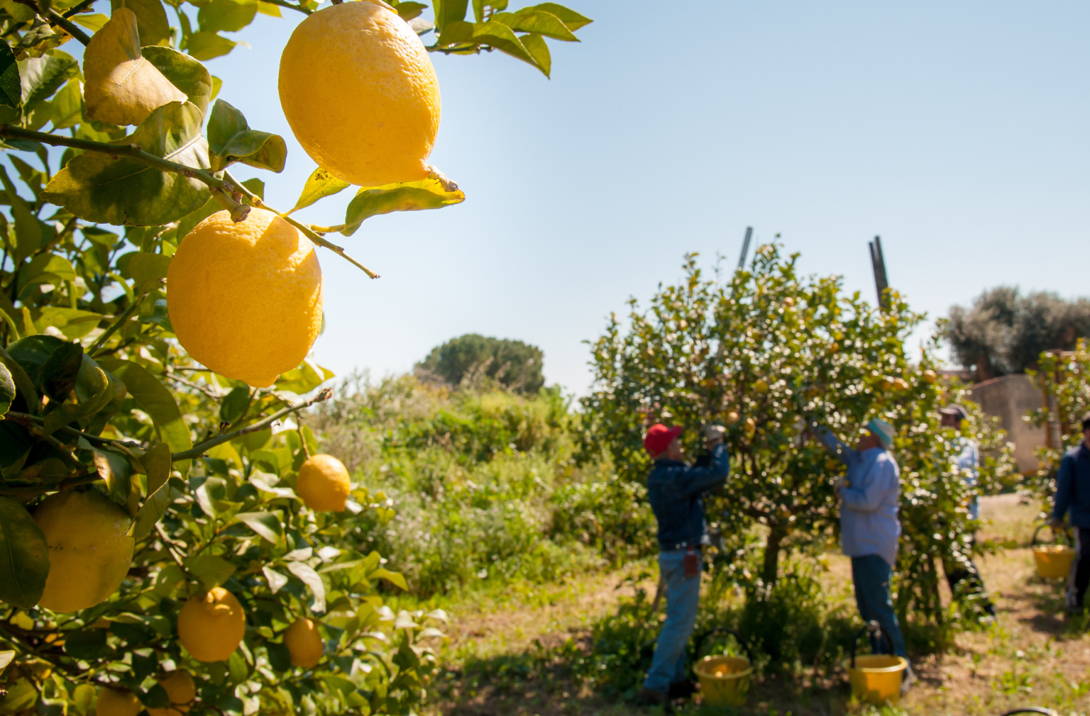 Menschen ernten Zitronen von einer Plantage in Paraguay