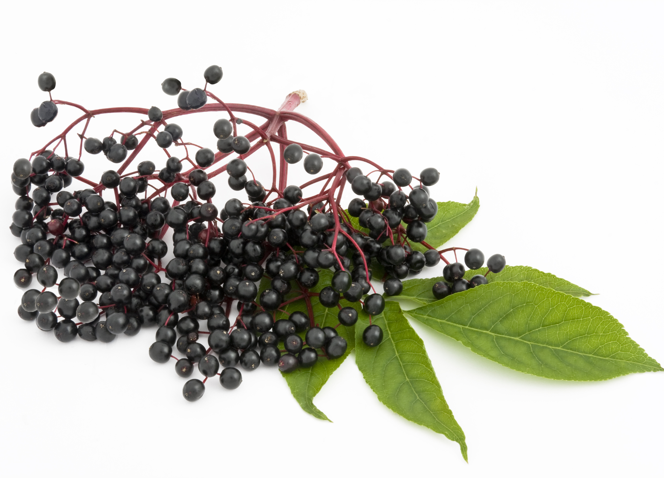 Holunderbeere Dunkle Holunderbeeren an rötlichen Stielen mit grünen Blättern liegen auf weißem Hintergrund