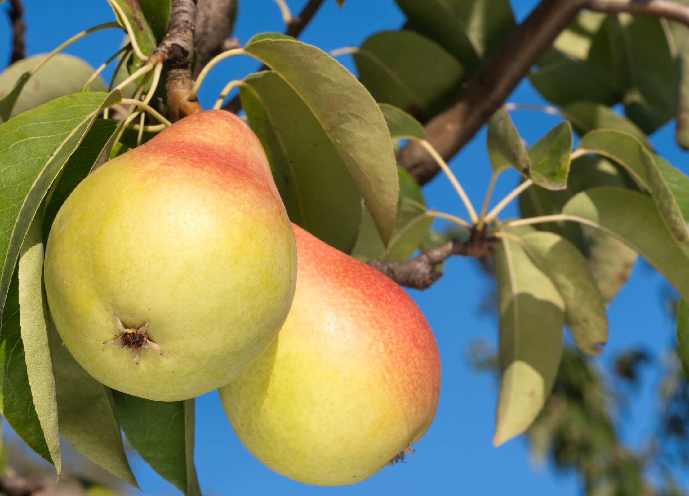 Birne Zwei gelb-rote Birnen hängen an einem Ast vor blauem Himmel