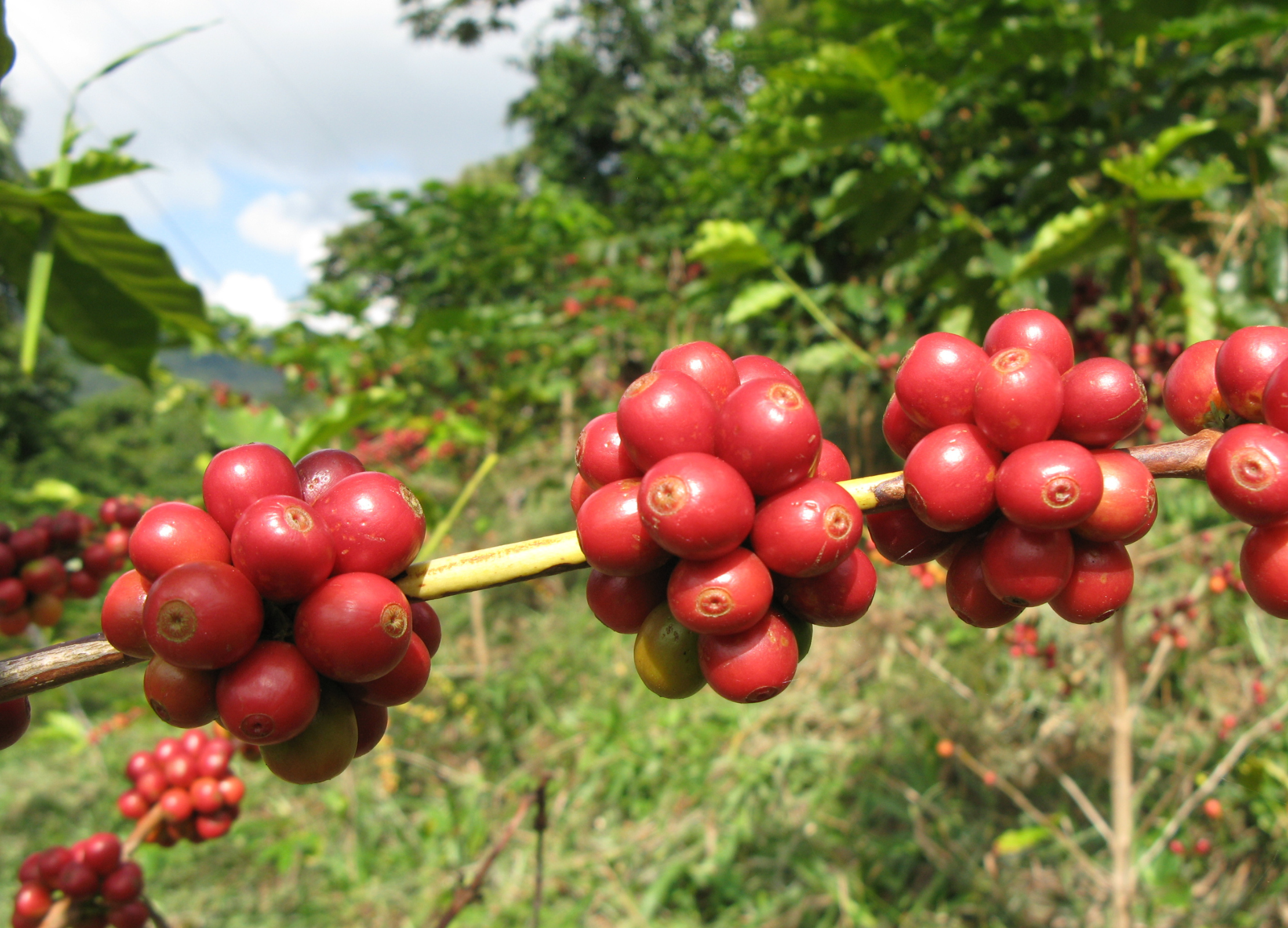 Ast einer Kaffeepflanze mit Kirschen daran, im Hintergrund Waldgebiet