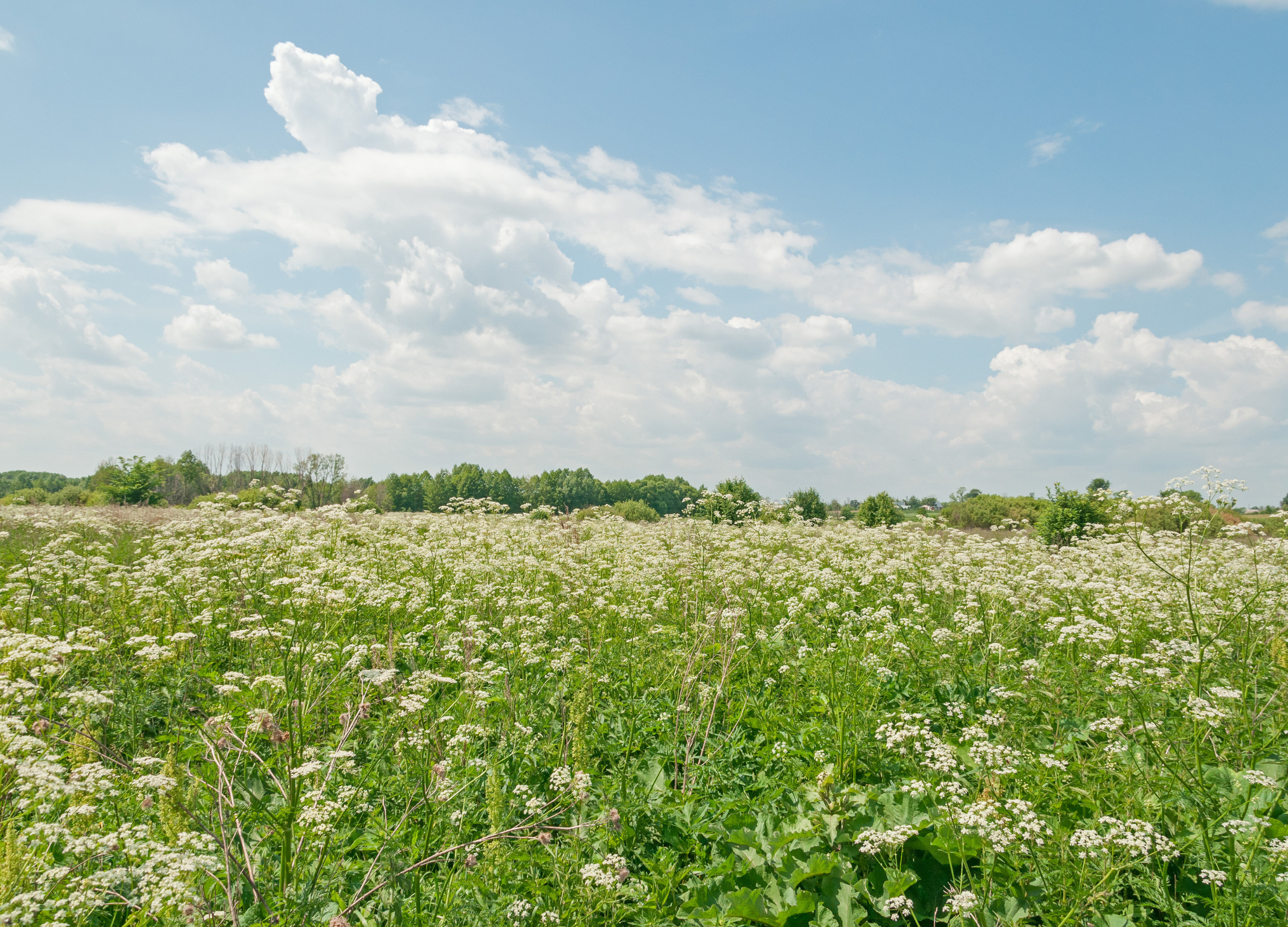 Kerbel Blühendes Kerbelfeld unter blauem Himmel mit weißen Wolken, die feinen weißen Blüten heben sich vom satten Grün ab
