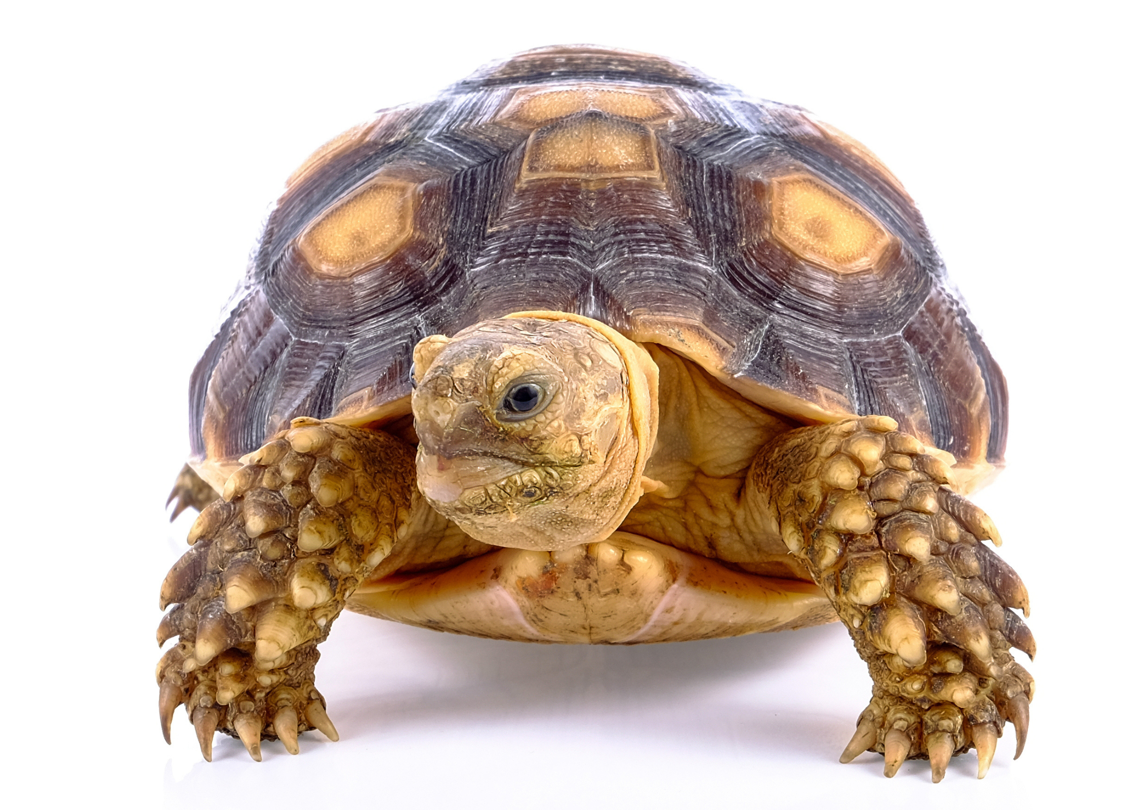 Schildkröte vor weißem Hintergrund