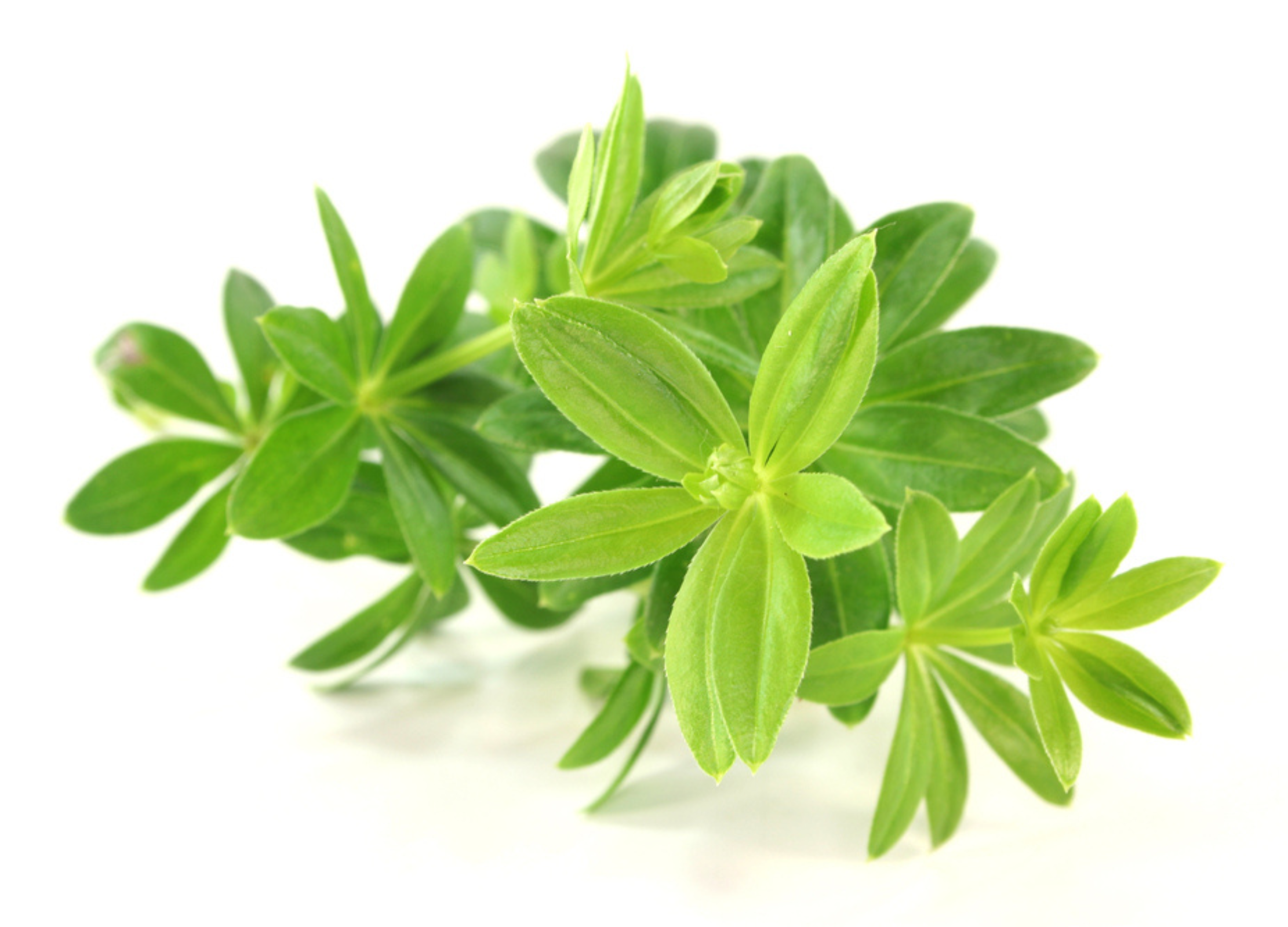 Waldmeister Waldmeister