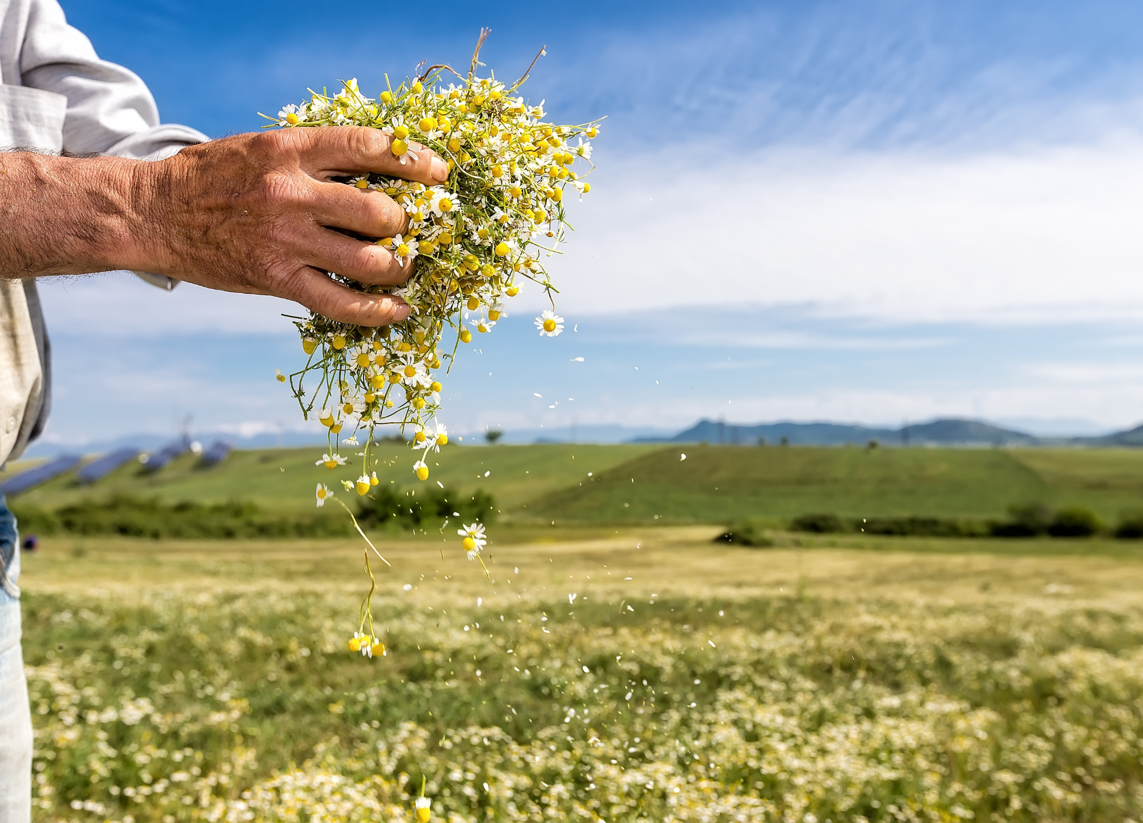 Hand hält frische Kamilleblüten über einem blühenden Feld mit Hügeln im Hintergrund