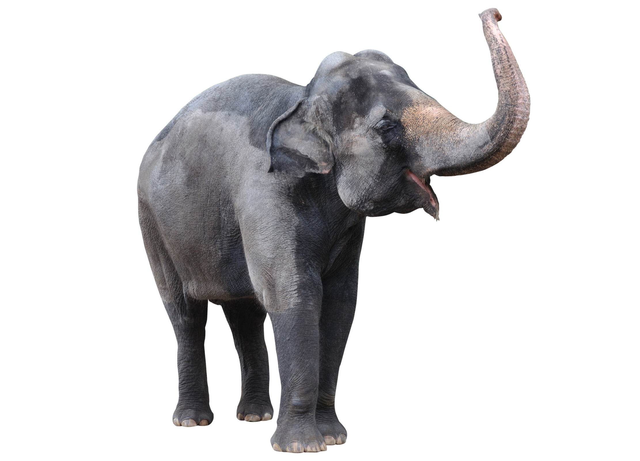 Asiatischer Elefant mit erhobenem Rüssel