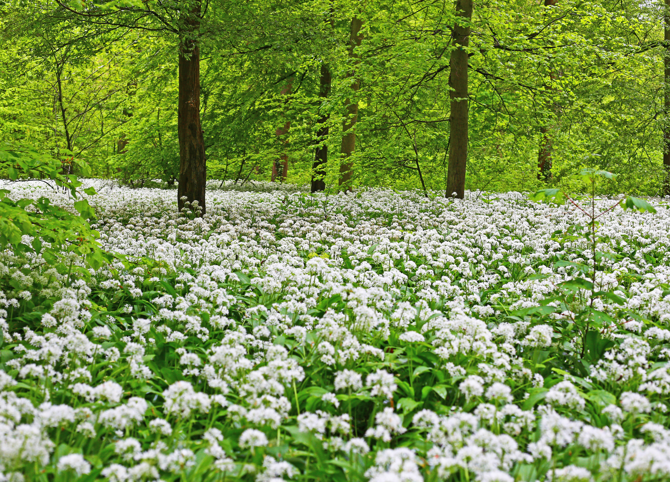 Grüner Laubwald mit dichtem Teppich aus blühendem Bärlauch