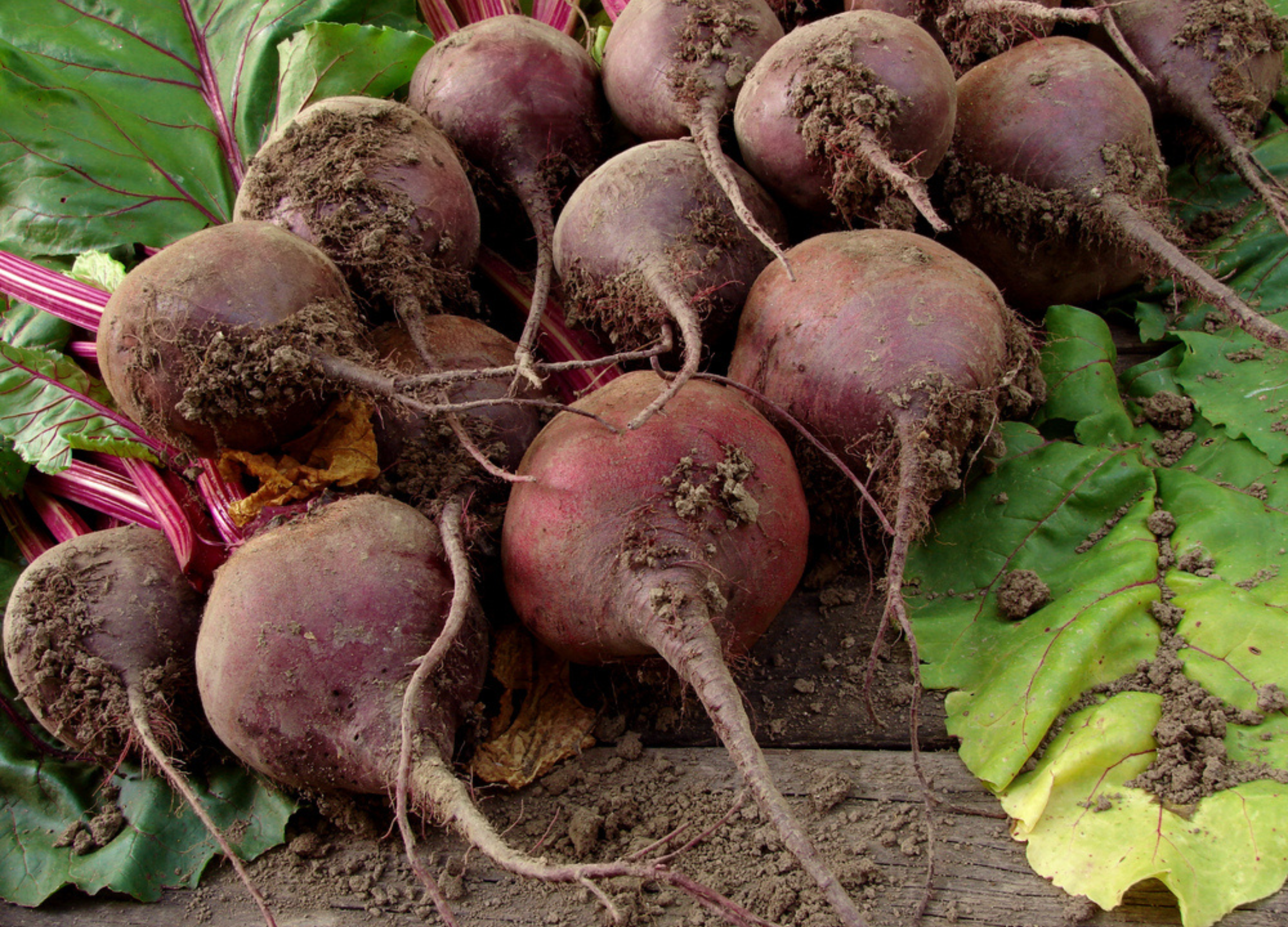 Rote Bete Rote Bete