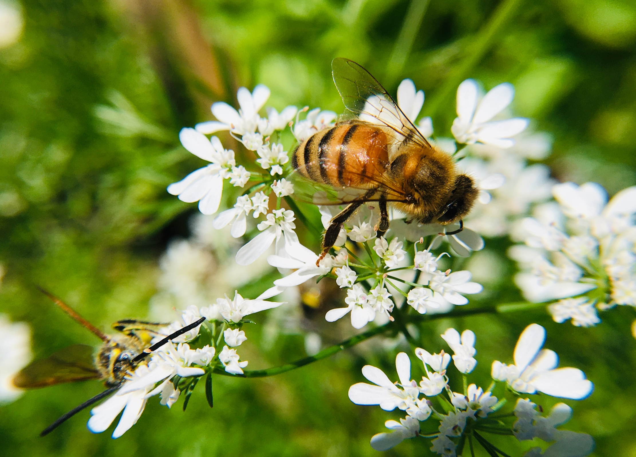 Honigbiene sitzt auf einer weißen Blüte und sammelt Nektar