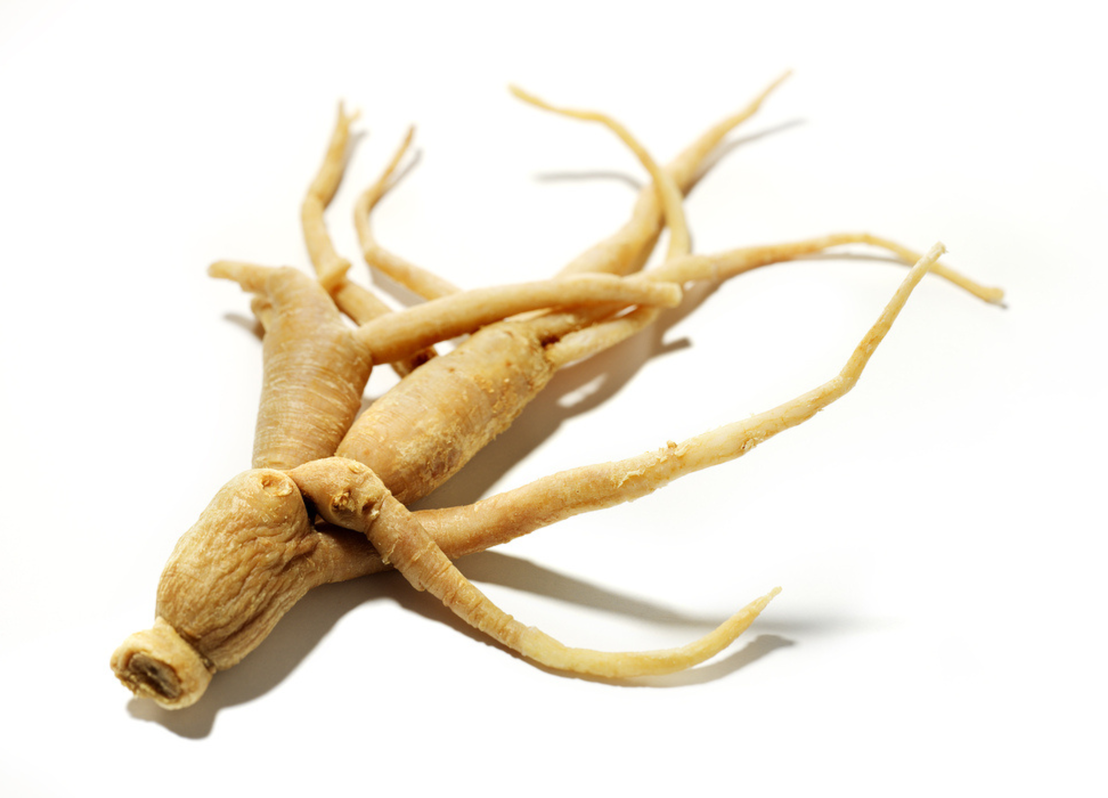 Ginseng Getrocknete Ginsengwurzel mit verzweigten, fingerartigen Ausläufern auf weißem Hintergrund