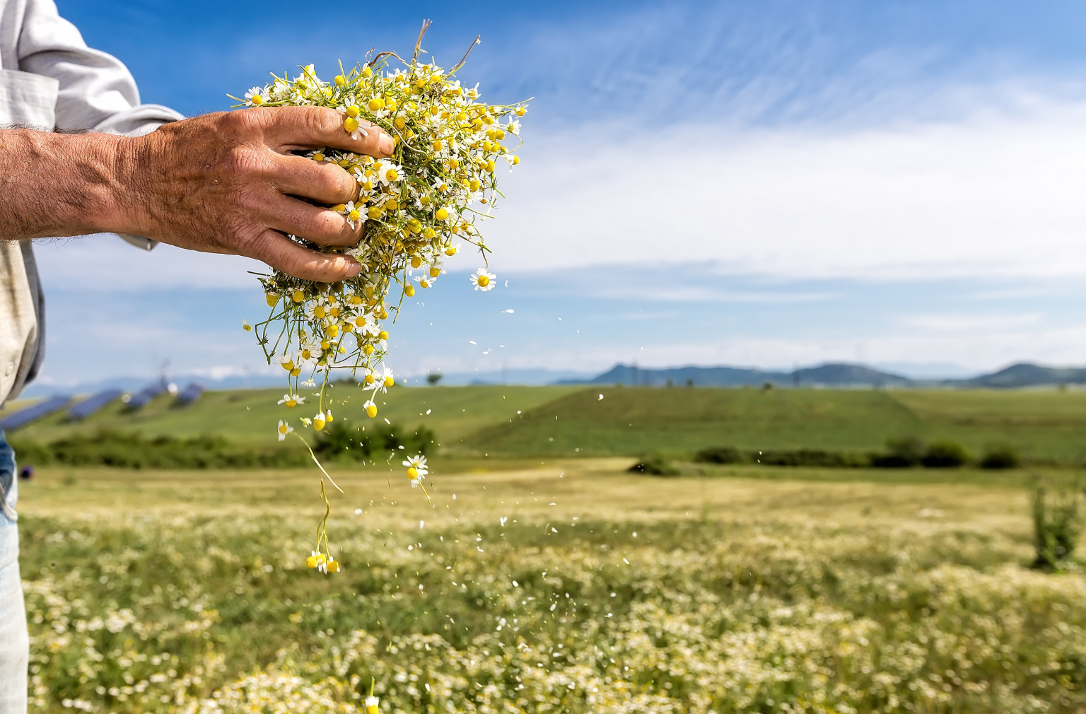 Hand hält frische Kamilleblüten über einem blühenden Feld mit Hügeln im Hintergrund in Lettland