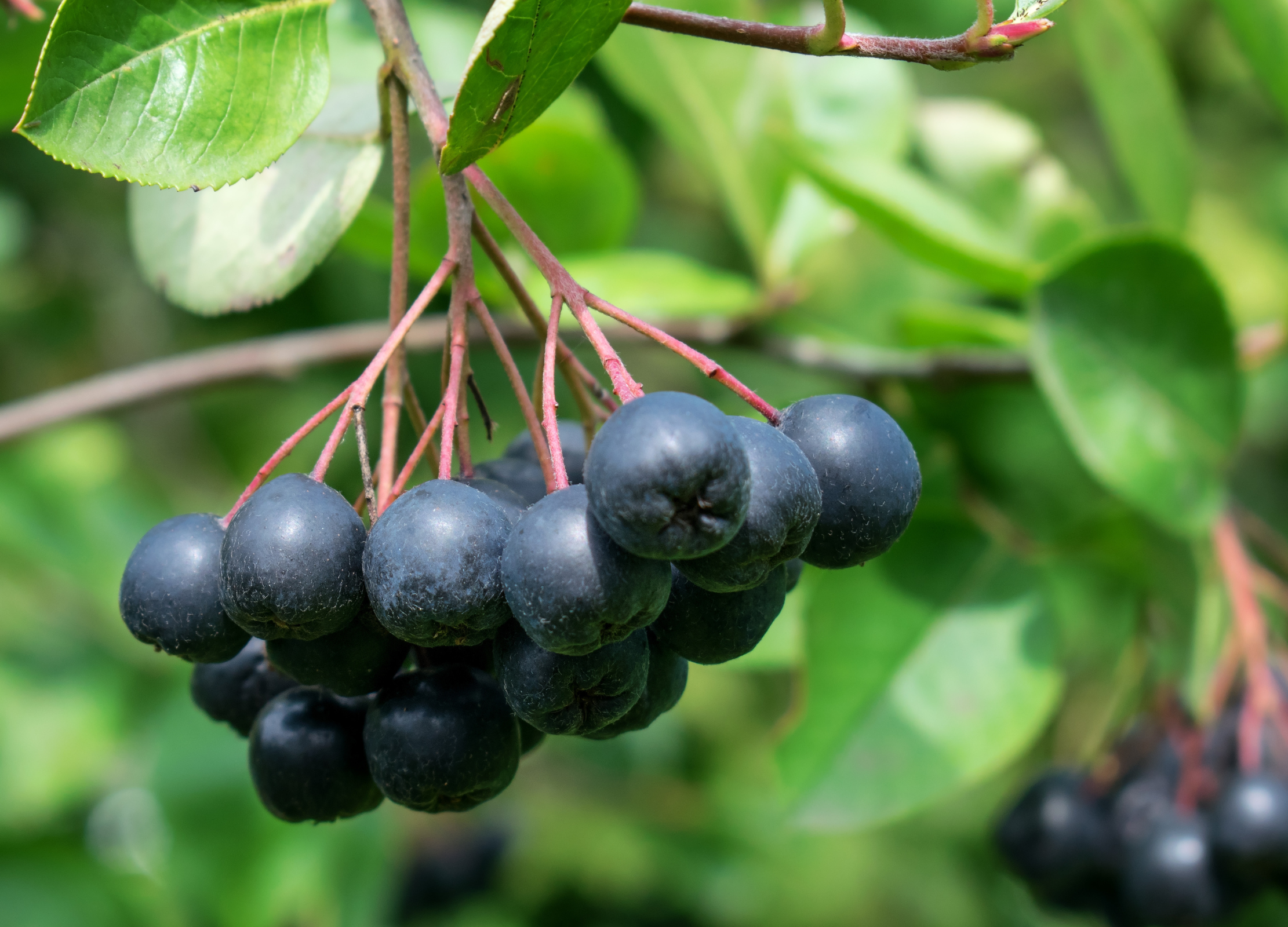 Aronia Schwarze Aroniabeeren hängen in dichten Trauben an einem Zweig mit grünen Blättern