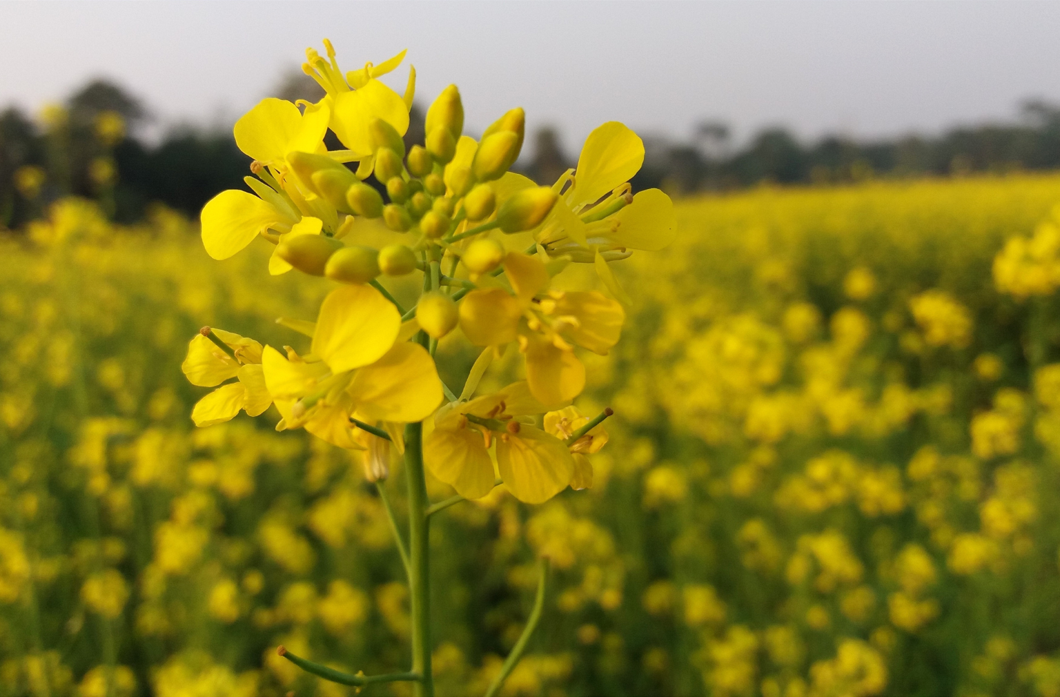 Nahaufnahme einer gelben Blüte in einem blühenden Rapsfeld