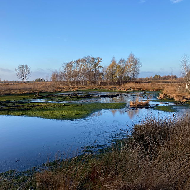 Moorlandschaft der Stadt Diepholz
