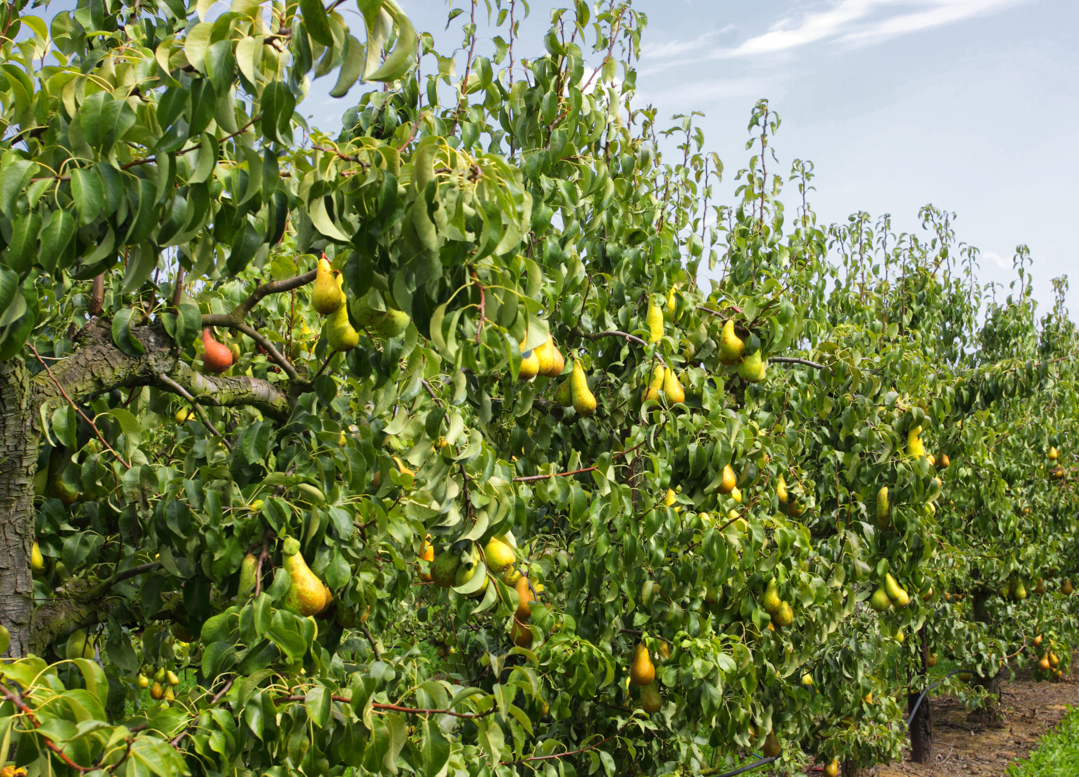 Birne Birnenbäume voller reifer Früchte stehen in langen Reihen in einer Plantage