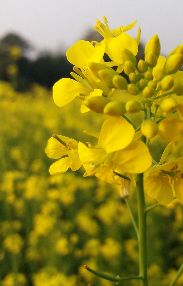 Nahaufnahme einer Rapsblüte, im Hintergrund ein Rapsfeld
