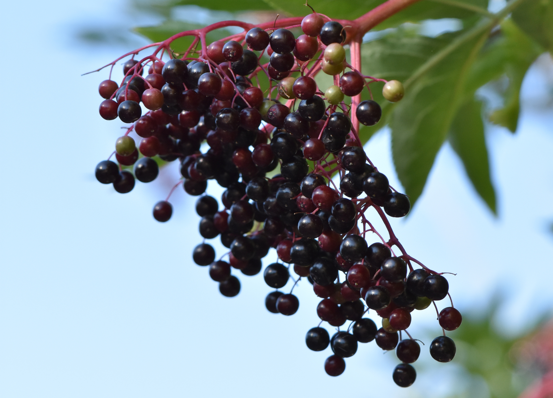 Holunderbeere Reife und unreife Holunderbeeren in dunklen und grünen Farbtönen hängen an rötlichen Stielen vor blauem Himmel