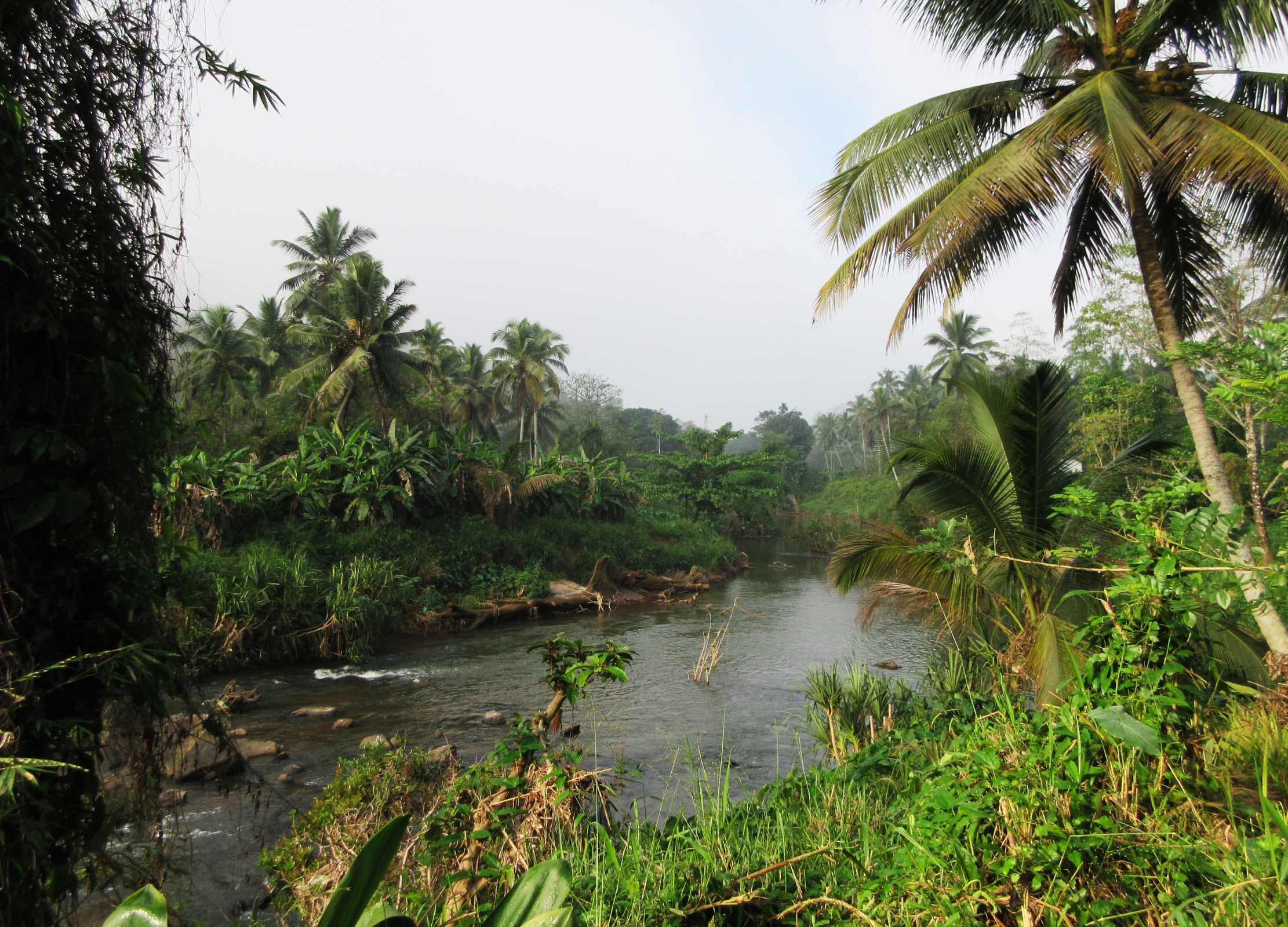 Fluss schlängelt sich durch dichten, tropischen Wald mit Palmen und üppigem Grün