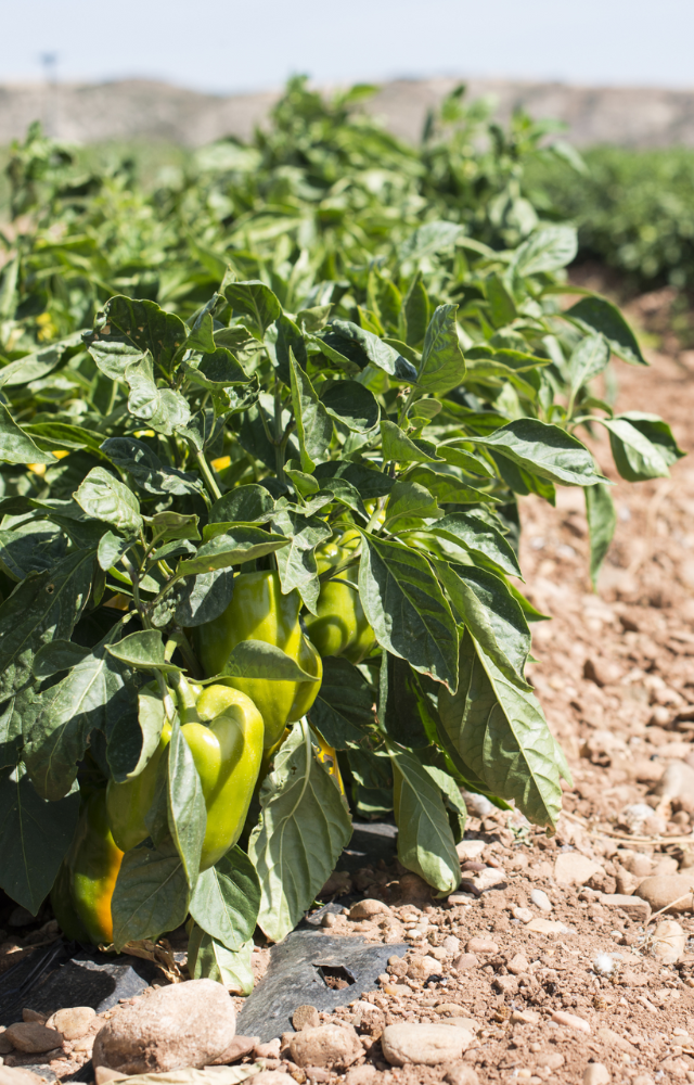 Paprikapflanzen mit grünen Früchten wachsen in Reihen auf einem Feld in Spanien