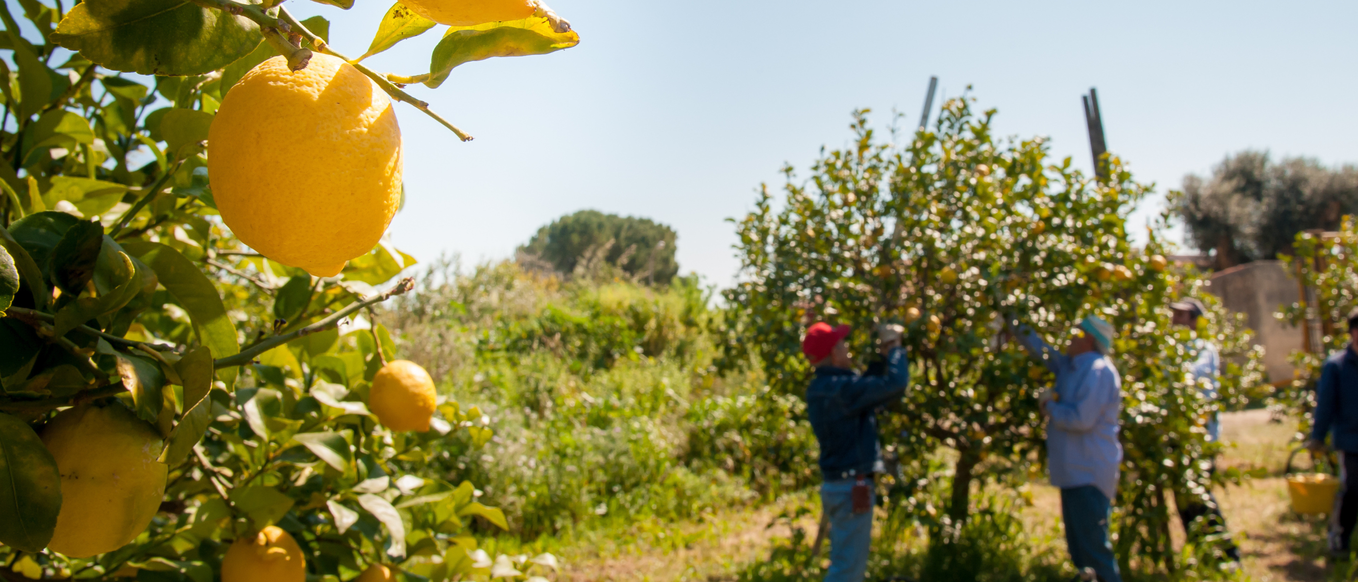 Menschen auf einer Zitronenplantage die Früchte ernsten in Paraguay