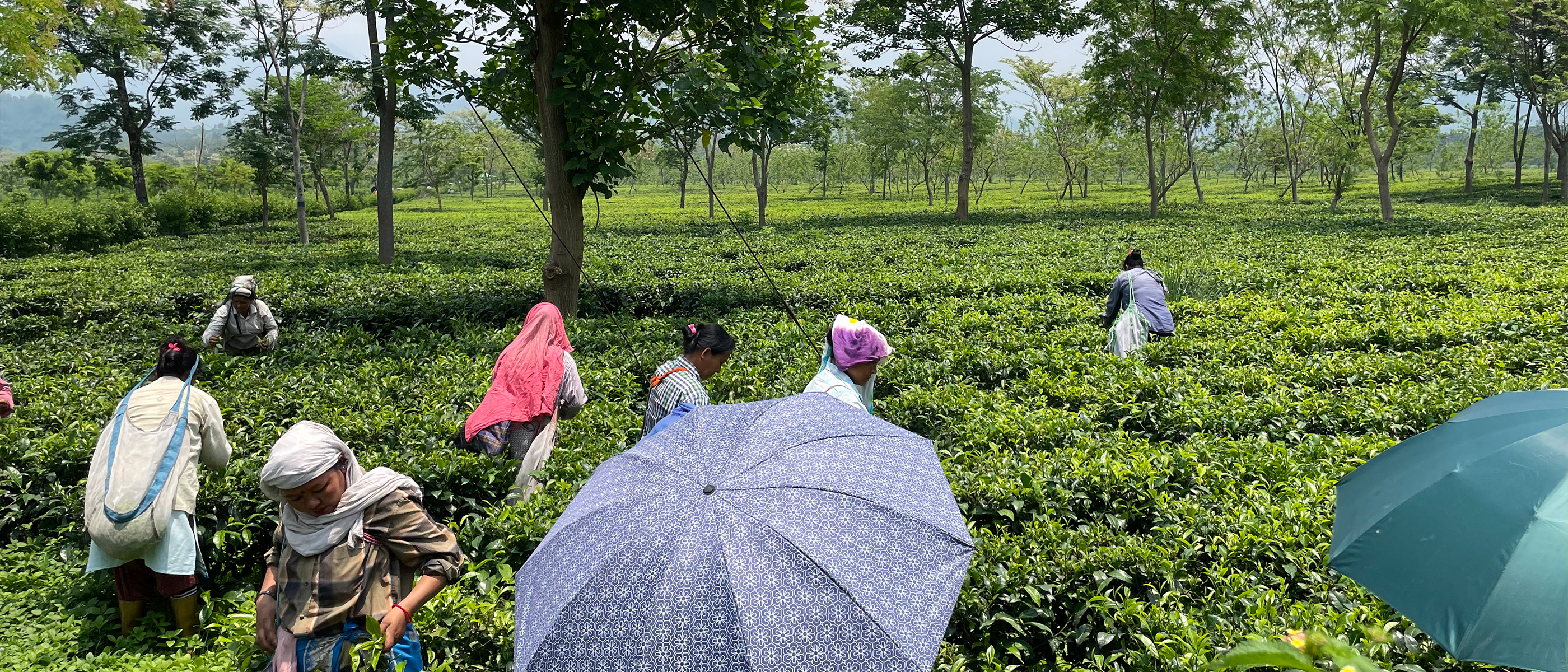 Menschen ernten Tee auf einer grünen Plantage, einige mit Schirmen gegen die Sonne