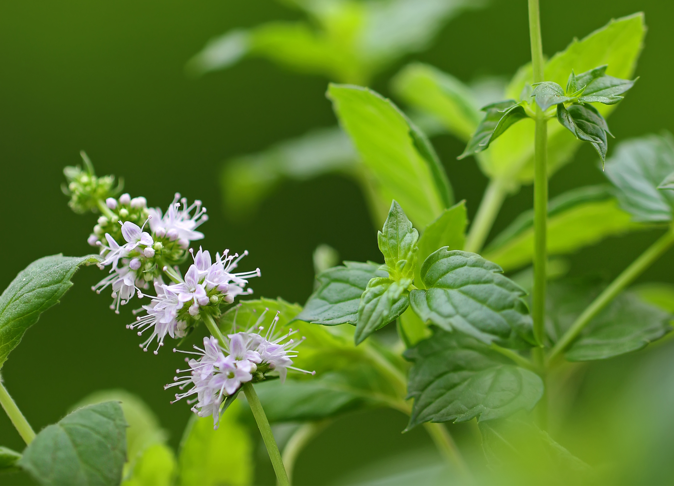 Grüne Krauseminzpflanze mit gezackten Blättern und zarten, hellvioletten Blüten vor verschwommenem Hintergrund