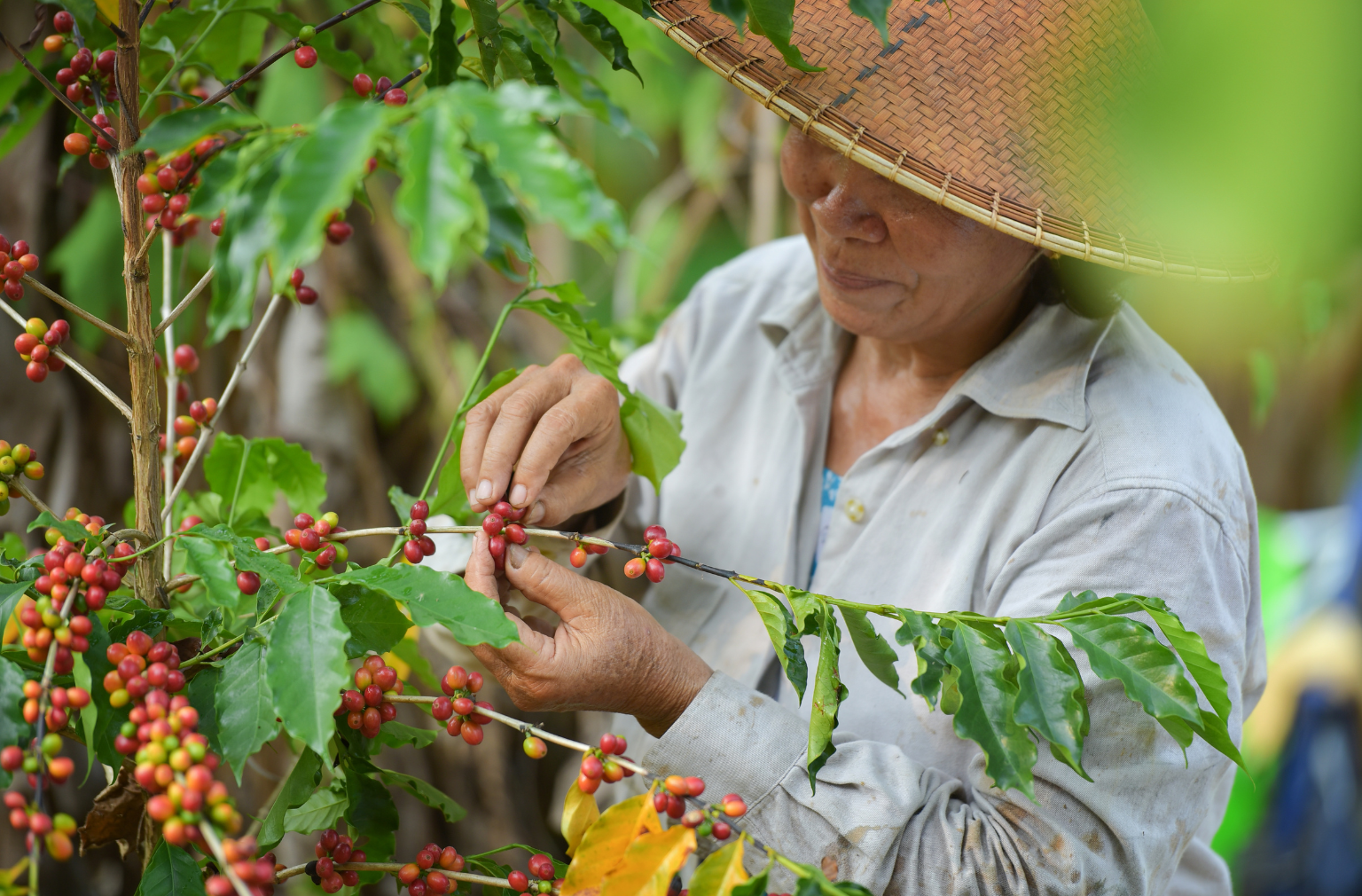 Frau erntet Kaffee-Kirschen von einem Ast