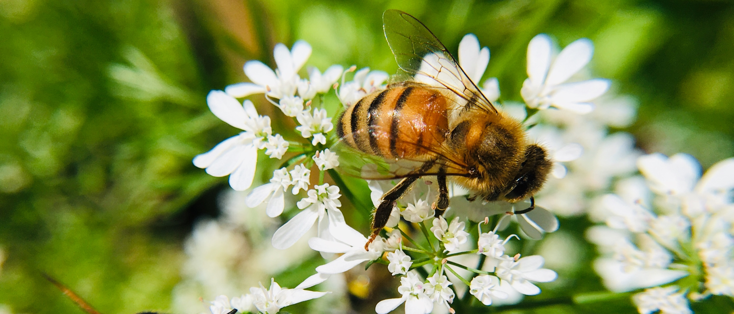 Nahaufnahme einer Biene auf einer weißen Blume