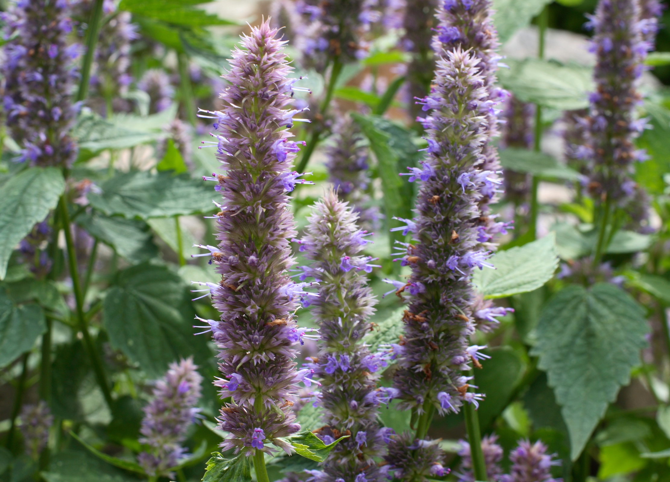 Anisysop Mehrere lilafarbene Blütenstände des Anisysops (Agastache foeniculum) ragen zwischen grünen Blättern in die Höhe