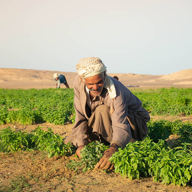 Mann erntet Kräuter auf einem Feld in trockener Wüstenlandschaft, weitere Personen im Hintergrund in Sekem