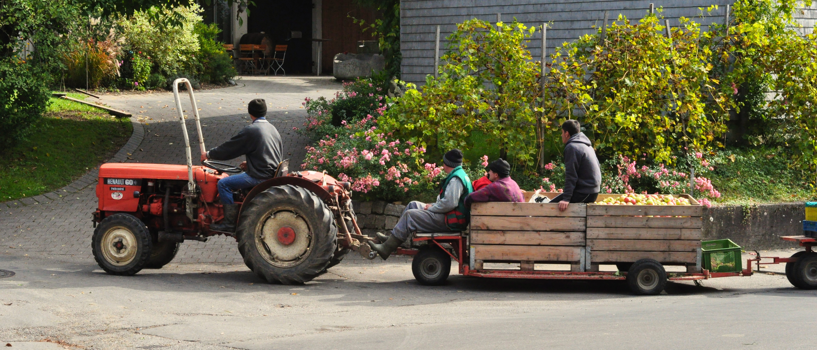 Traktor mit Anhänger, auf dem Menschen und Erntekisten sitzen in Lindau