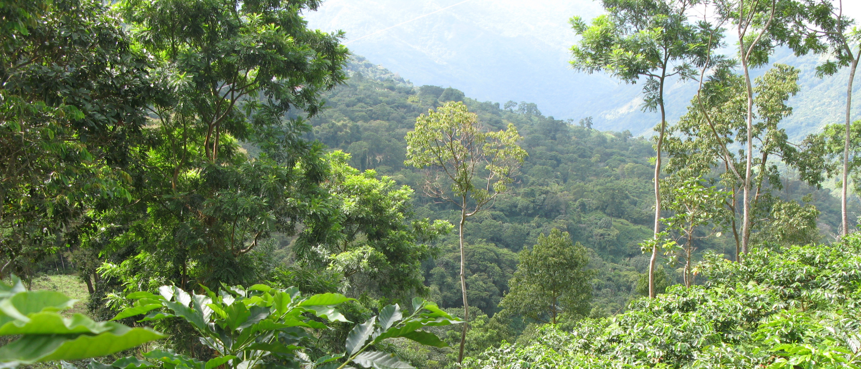Landschaft des Amazonas in Kolumbien