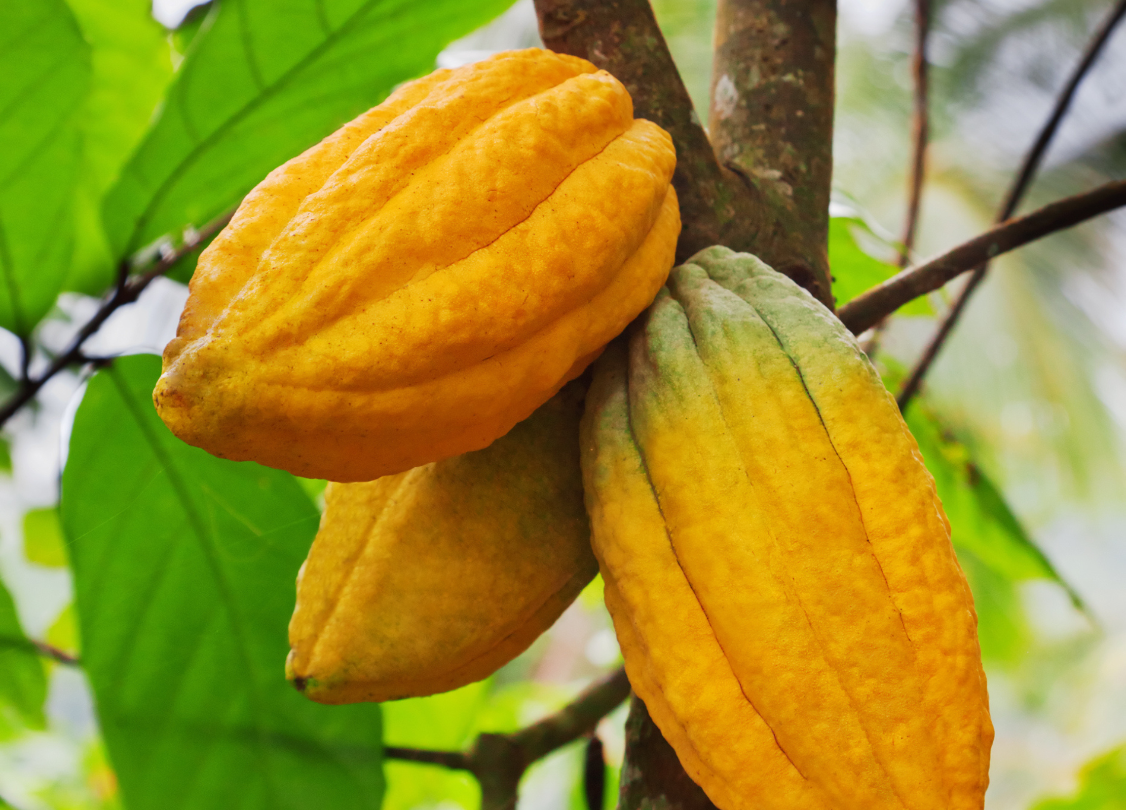 Kakaoschale Drei gelb-orange Kakaofrüchte hängen an einem Baumstamm zwischen großen, grünen Blättern