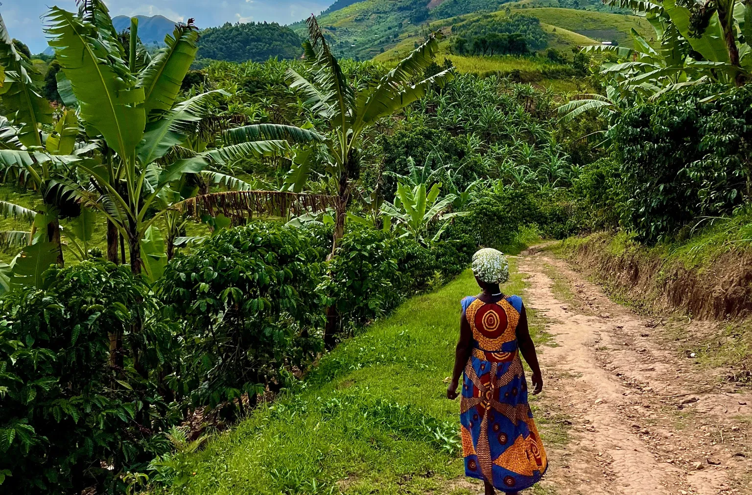 Frau in bunter Kleidung geht einen Pfad entlang durch grüne Hügellandschaft mit Bananenpflanzen in Uganda