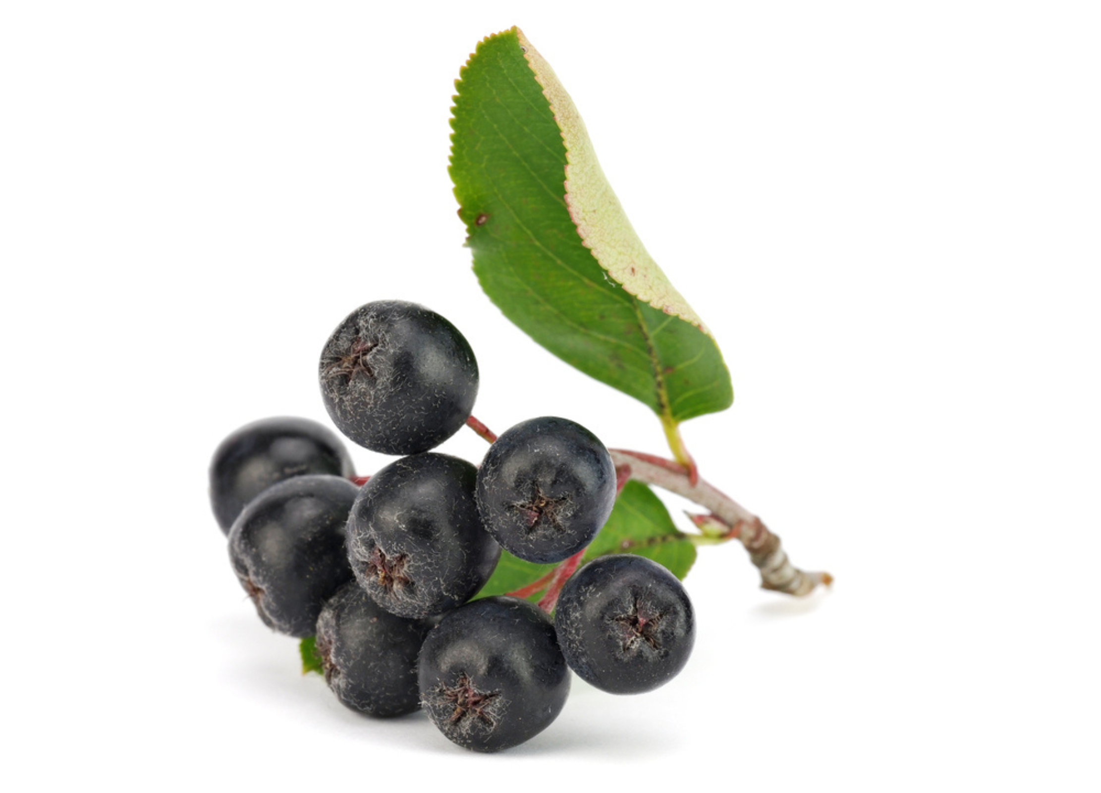 Aronia Ein Strauch mit Aronia Beeren vor weißem Hintergrund