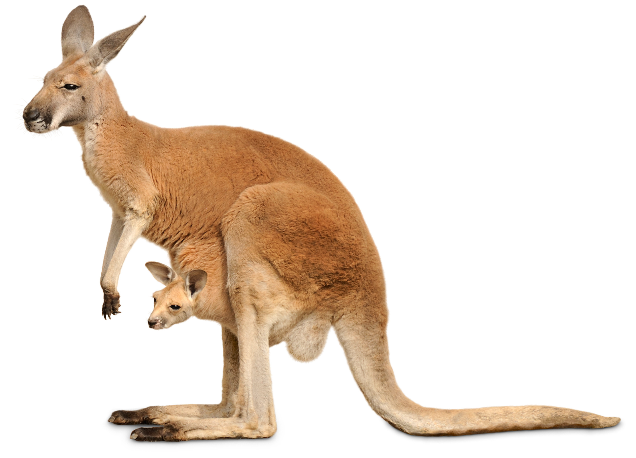 Känguru mit einem Baby im Beutel