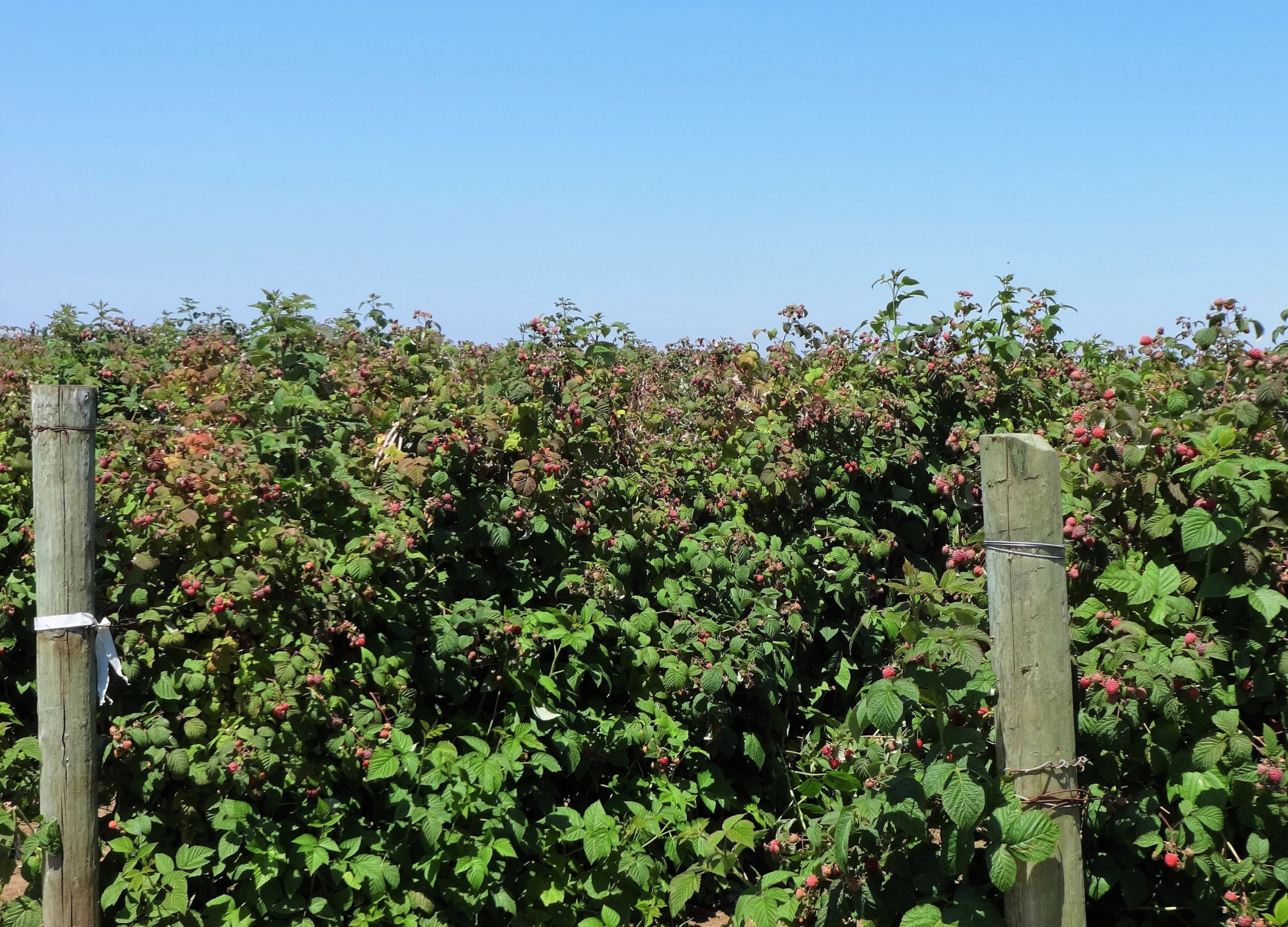 Himbeerblatt Dicht gewachsene Himbeersträucher mit zahlreichen roten Beeren füllen das Bild zwischen zwei Holzpfählen unter klarem, blauem Himmel