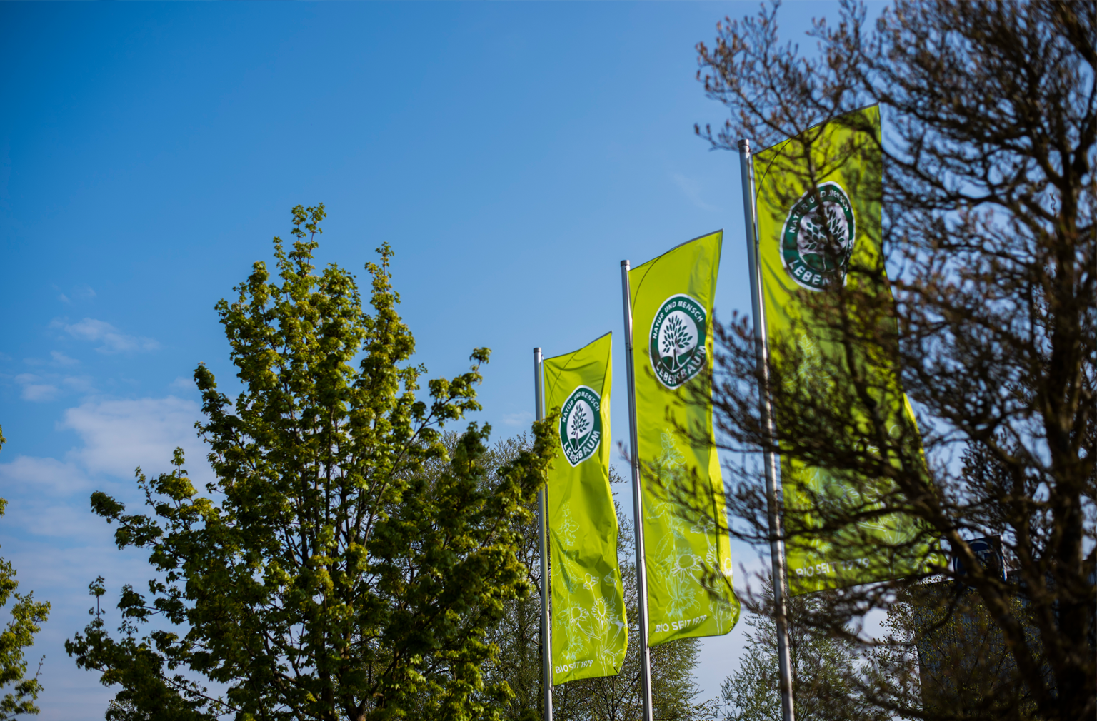 Grüne Fahnen mit Lebensbaum-Logo wehen zwischen Bäumen unter blauem Himmel