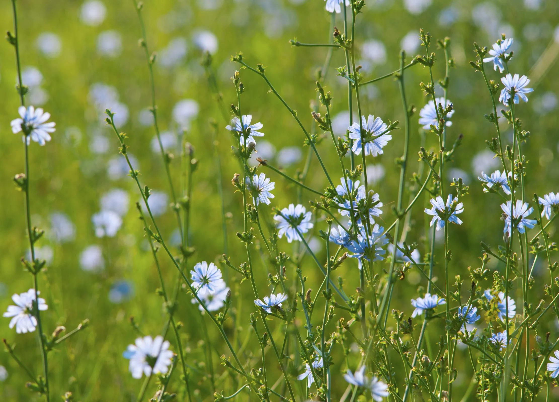 Zichorienwurzel-Pflanze mit zarten weißblauen Blüten in grüner Wiese, Knospen und grüne Stängel sichtbar