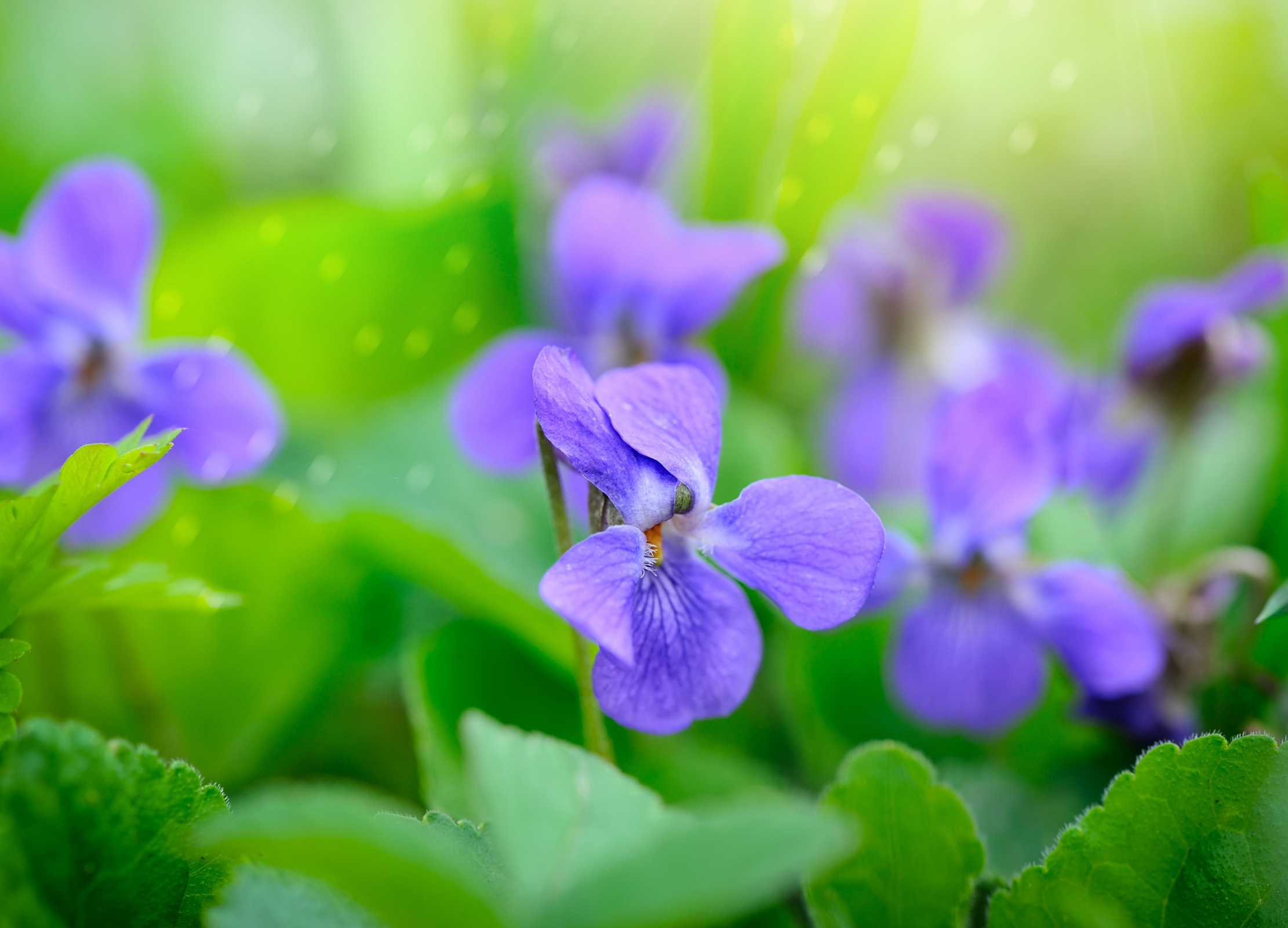 Veilchen (Viola odorata) Veilchen (Viola odorata)
