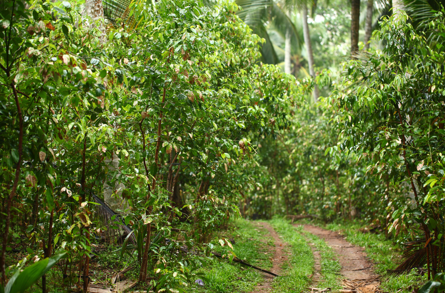 Waldweg in Sri Lanka