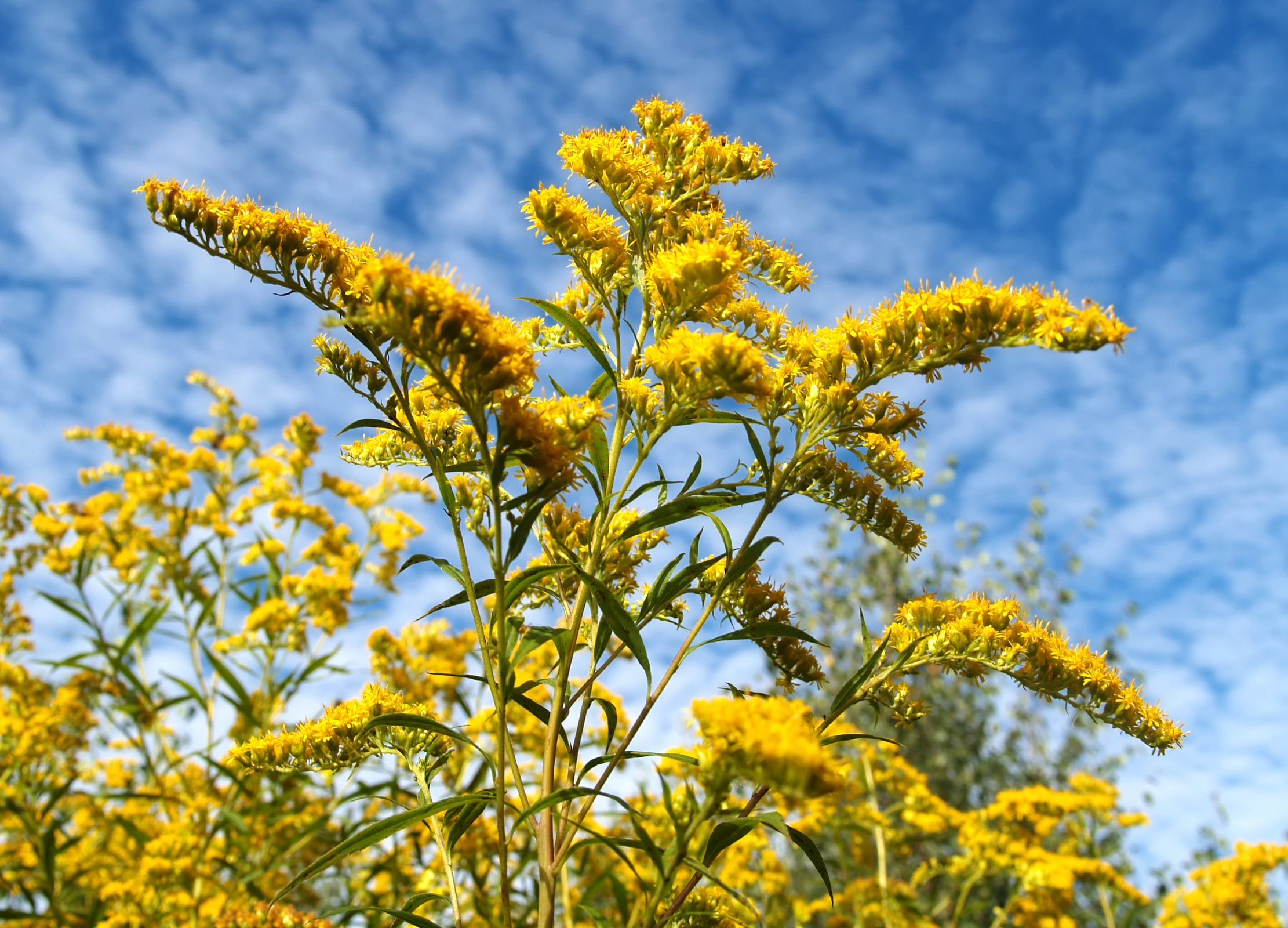 Goldrute Leuchtend gelbe Blütenrispen der Goldrute ragen in den blauen Himmel